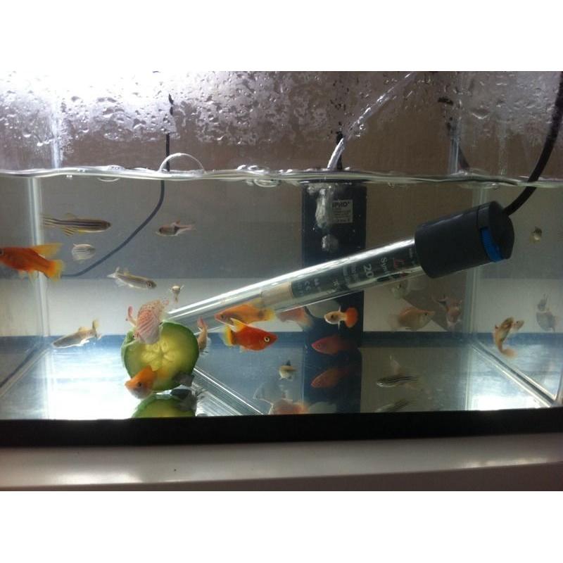 Fish tank for sale