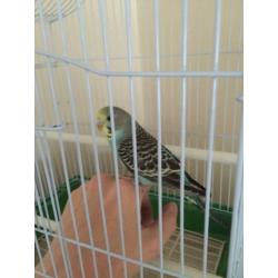 Beautiful tame male blue baby budgie