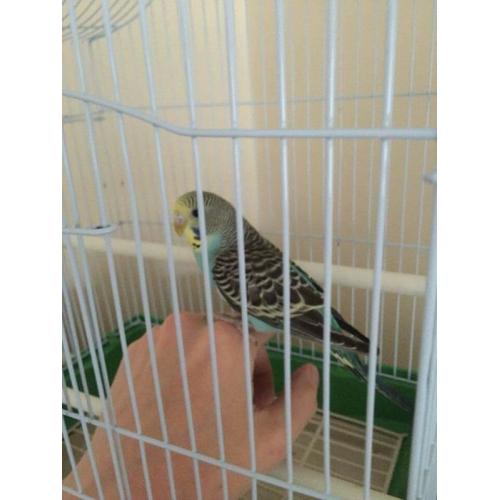 Beautiful tame male blue baby budgie