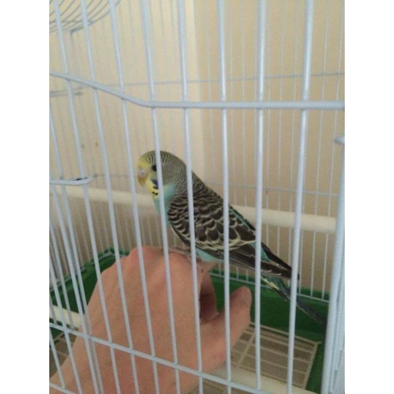 Beautiful tame male blue baby budgie