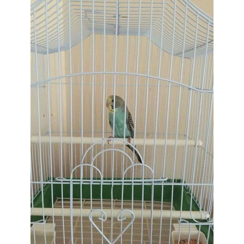 Beautiful tame male blue baby budgie