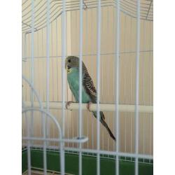 Beautiful tame male blue baby budgie