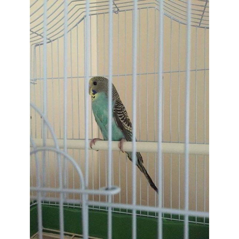 Beautiful tame male blue baby budgie