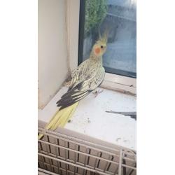 birds