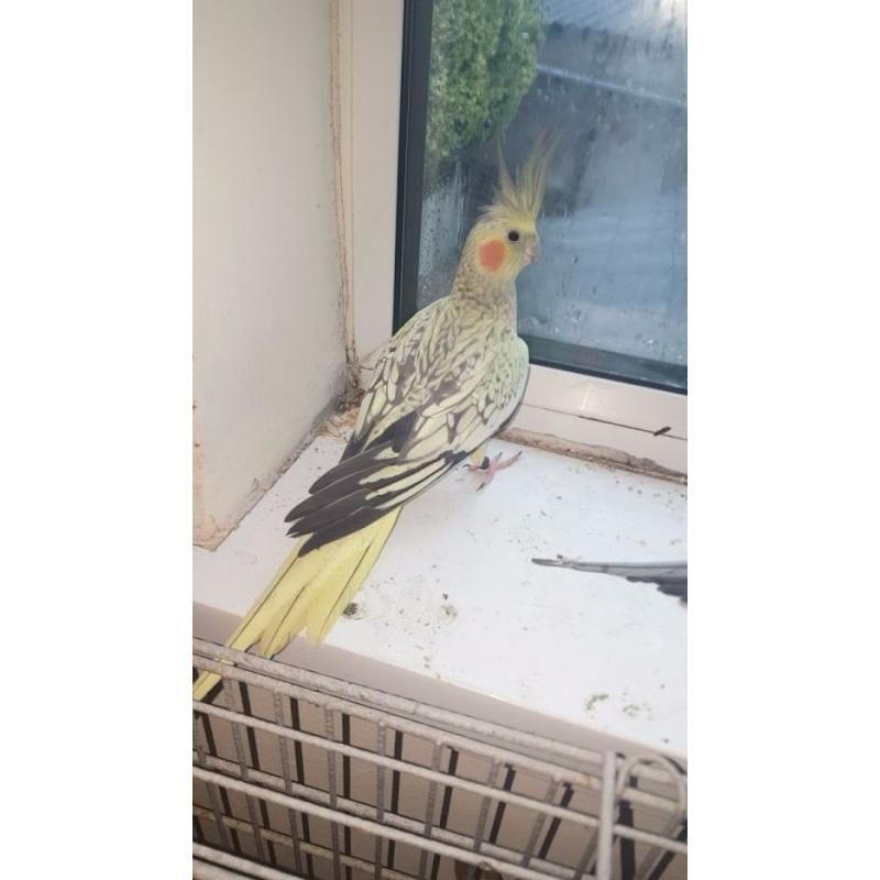 birds