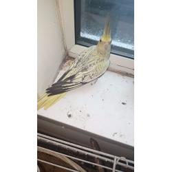 birds