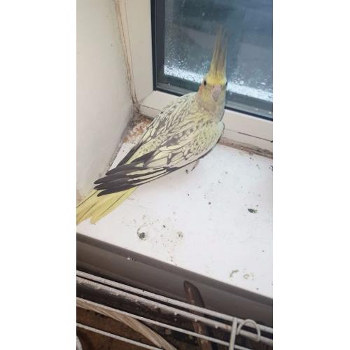 birds