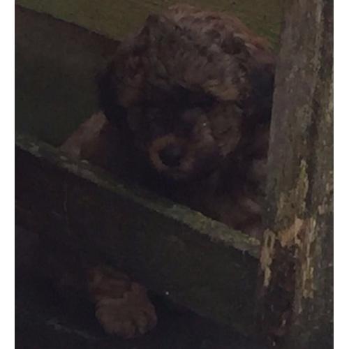 Shipoopoo (Shih Tzu x Pedigree Toy Poodle.)
