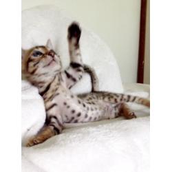 Bengal baby Leopard spotted boy!