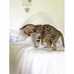 Bengal baby Leopard spotted boy!