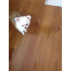 Chihuahua pup for sale