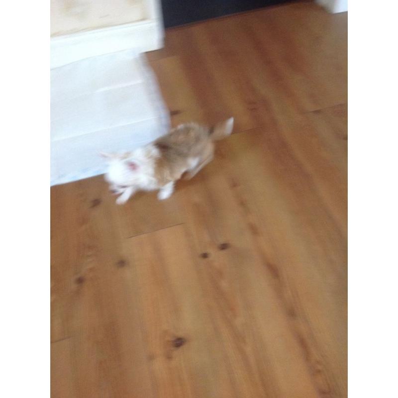 Chihuahua pup for sale