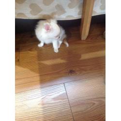 Chihuahua pup for sale