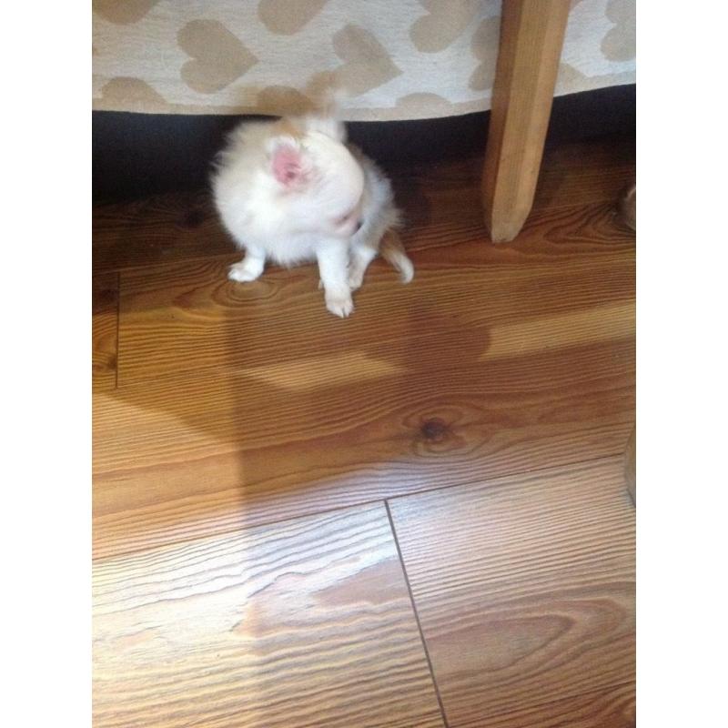 Chihuahua pup for sale