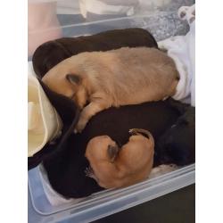 Chihuahua pups