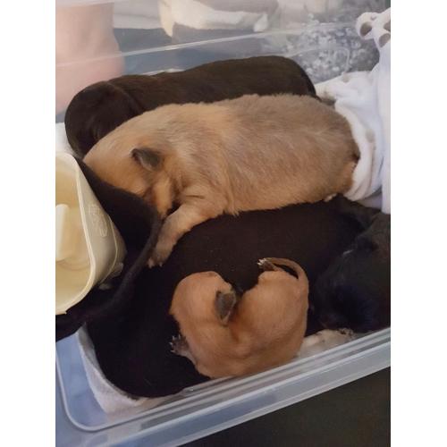 Chihuahua pups