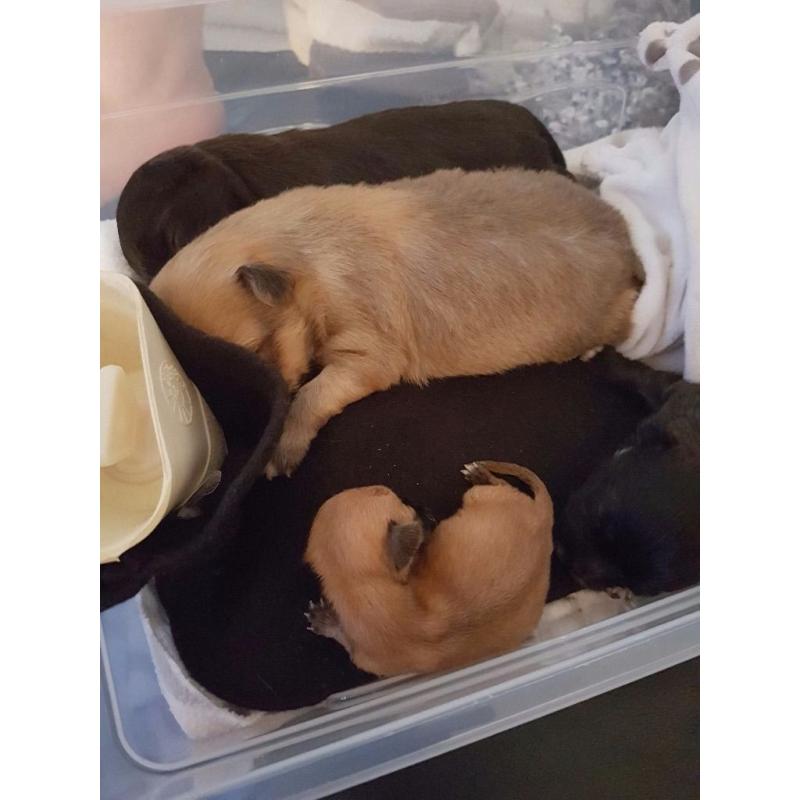 Chihuahua pups