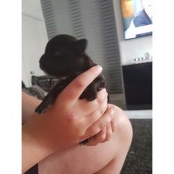 Chihuahua pups