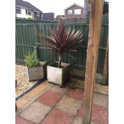 Large wooden planter with red palm