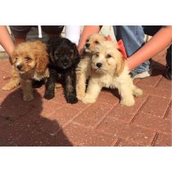 Cavapoo puppies 8 weeks Old ready to go now