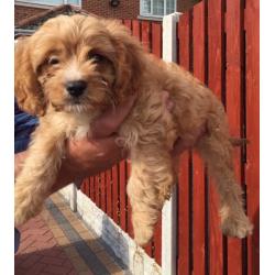 Cavapoo puppies 8 weeks Old ready to go now