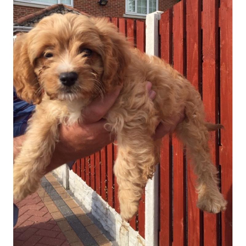 Cavapoo puppies 8 weeks Old ready to go now
