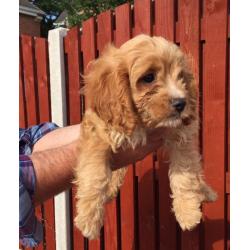Cavapoo puppies 8 weeks Old ready to go now