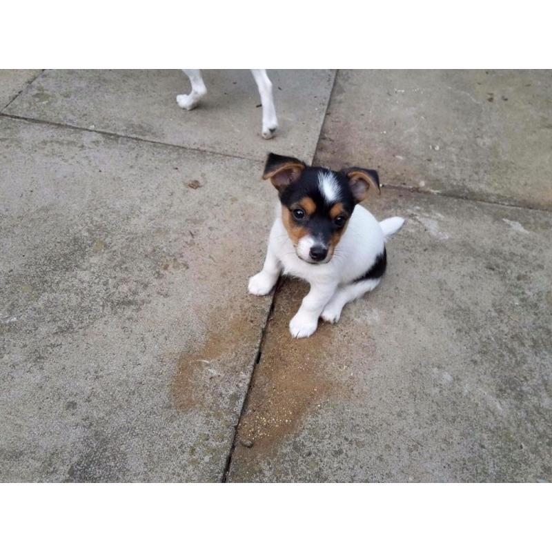 Jack russell cross chihuahua