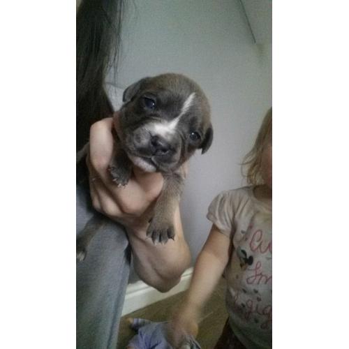 blue female Staffordshire Bull terrier