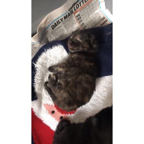 Lovely kitten for sale