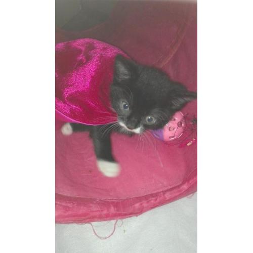 Black male kitten for sale