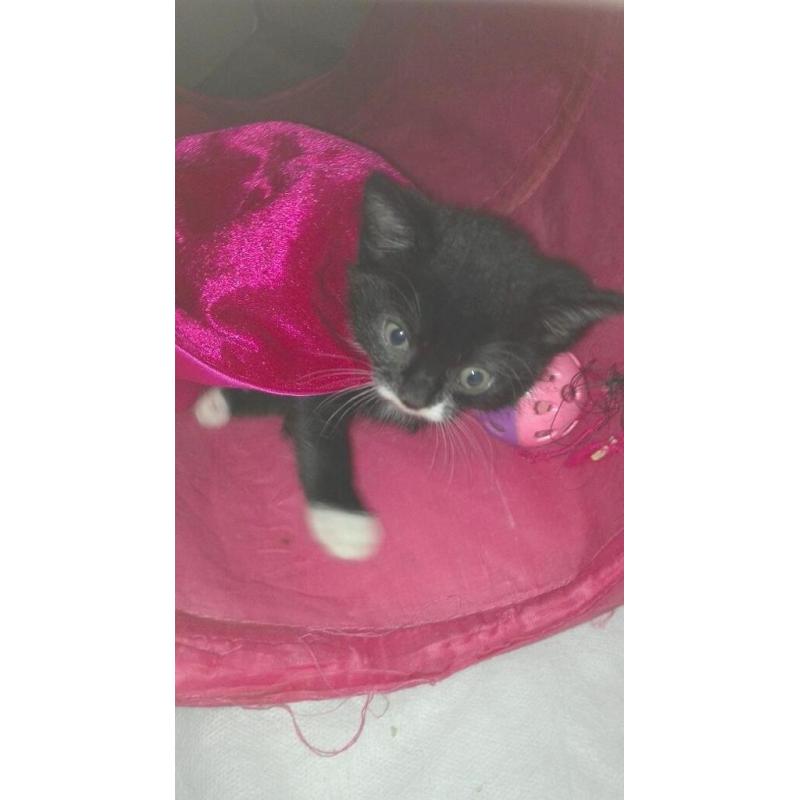 Black male kitten for sale