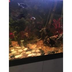 Fish tank and fish