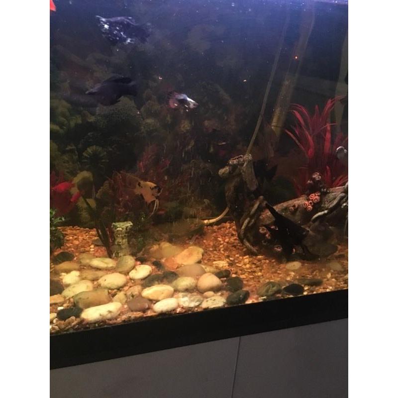 Fish tank and fish