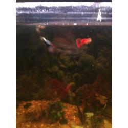 Fish tank and fish