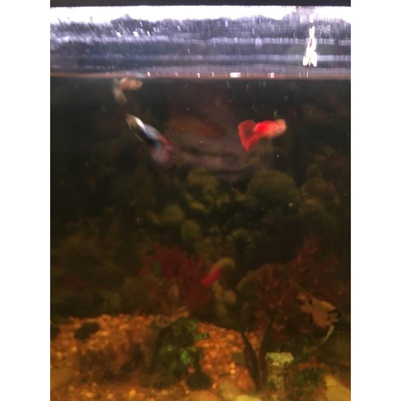 Fish tank and fish