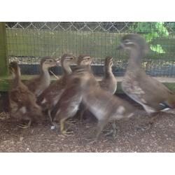 Mandarin ducks