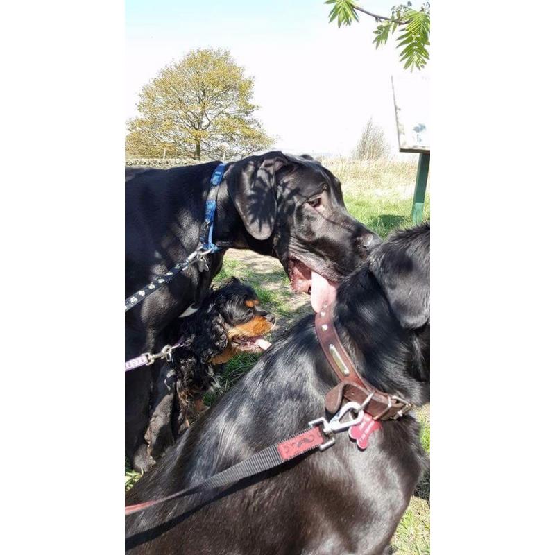 Black great dane