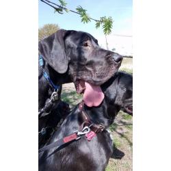 Black great dane