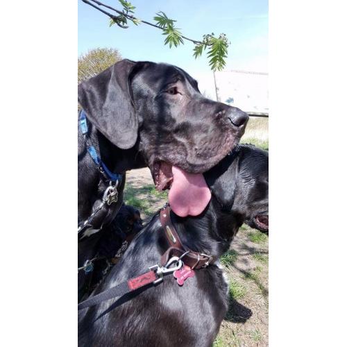 Black great dane