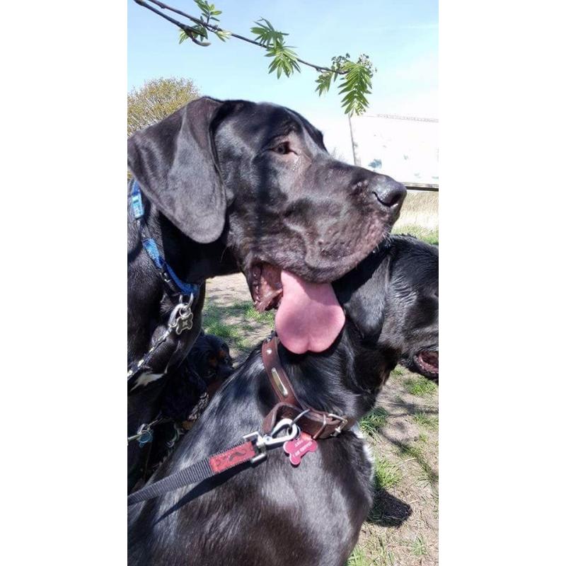Black great dane