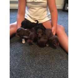 Dachshunds puppies for sale