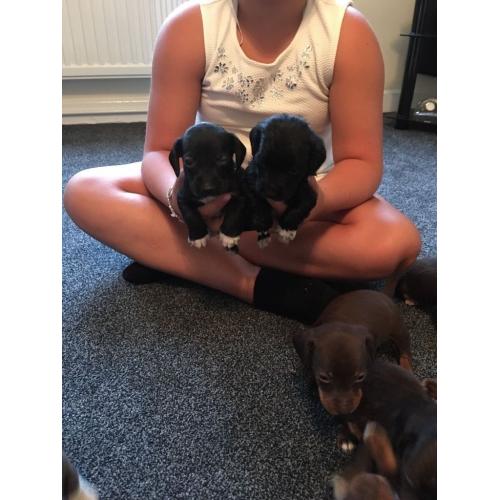 Dachshunds puppies for sale