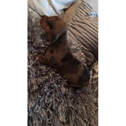 2 smoothe haired red dapple females looking for there 4ever homes