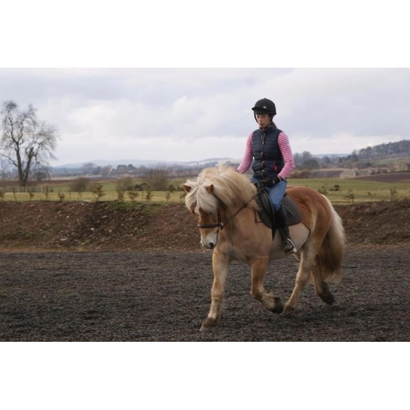 For Sale, Super 14.1hh Allrounder.