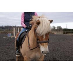 For Sale, Super 14.1hh Allrounder.