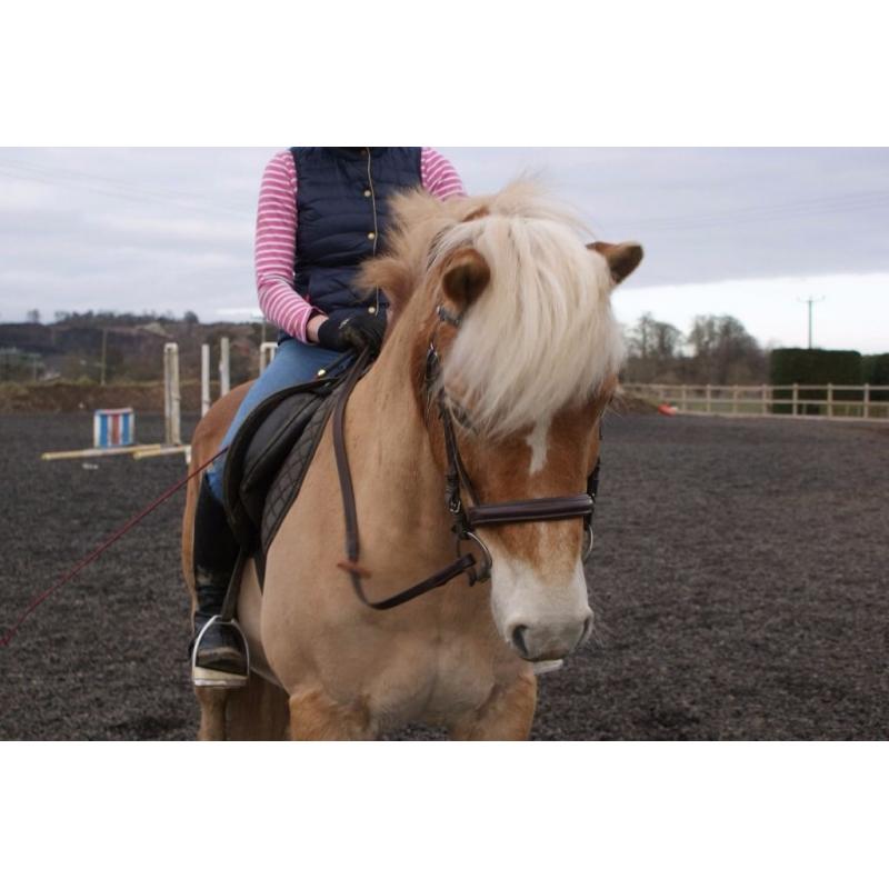 For Sale, Super 14.1hh Allrounder.