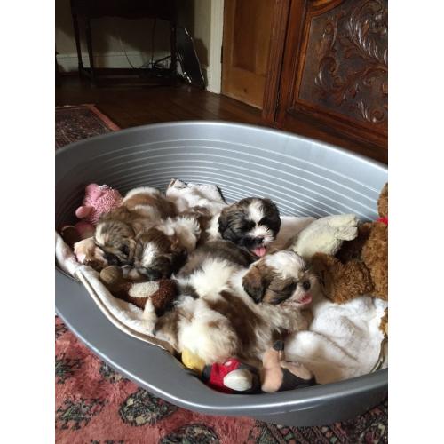 Adorable pedigree Shih Tzu puppies for sale