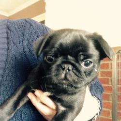 3 stunning pug puppies