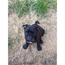 3 stunning pug puppies